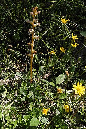 Orobanche crenata \ Gez&auml;hnelte Sommerwurz, Kerbige Sommerwurz / Carnation-scented Broomrape, I Liguria, Toirano 20.5.2013
