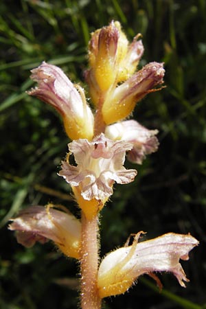 Orobanche crenata \ Gez&auml;hnelte Sommerwurz, Kerbige Sommerwurz / Carnation-scented Broomrape, I Liguria, Toirano 20.5.2013