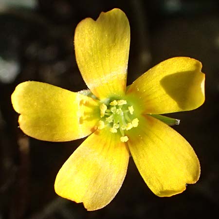 Oxalis corniculata var. atropurpurea \ Kriechender Sauerklee, Rotbrauner Sauerklee / Procumbent Yellow Sorrel, I Liguria, Borzonasca 29.9.2023