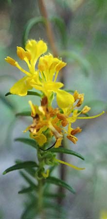 Odontites luteus \ Gelber Zahntrost / Yellow Bartsia, I Liguria, Moneglia 26.9.2023