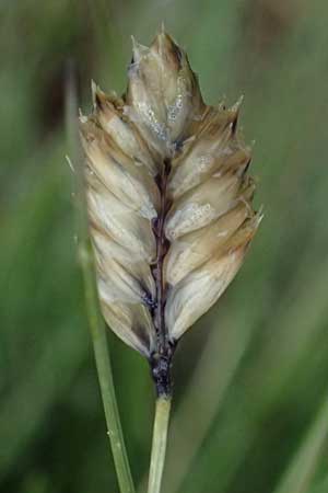 Oreochloa disticha \ Zweizeiliges Kopfgras / Oreochloa, I Passo di Gavia 6.7.2026