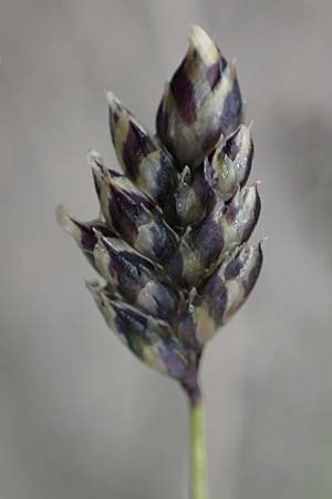 Oreochloa disticha \ Zweizeiliges Kopfgras / Oreochloa, I Passo di Gavia 6.7.2026