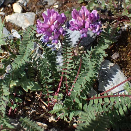 Oxytropis jacquinii \ Berg-Spitzkiel, Berg-Fahnenwicke / Jacquin's Milk-Vetch, I Lago di Cancano 10.7.2026