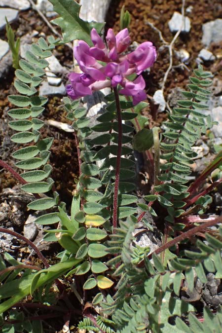 Oxytropis jacquinii \ Berg-Spitzkiel, Berg-Fahnenwicke / Jacquin's Milk-Vetch, I Lago di Cancano 10.7.2026