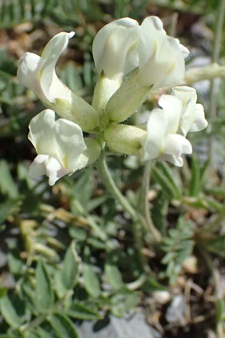 Oxytropis jacquinii \ Berg-Spitzkiel, Berg-Fahnenwicke / Jacquin's Milk-Vetch, I Lago di Cancano 10.7.2026