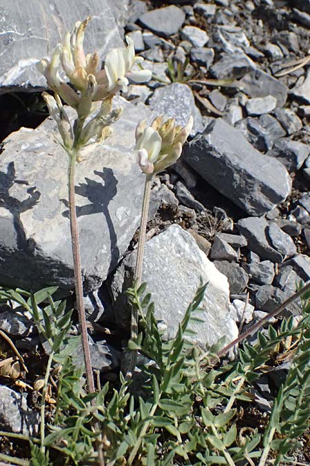 Oxytropis jacquinii \ Berg-Spitzkiel, Berg-Fahnenwicke / Jacquin's Milk-Vetch, I Lago di Cancano 10.7.2026