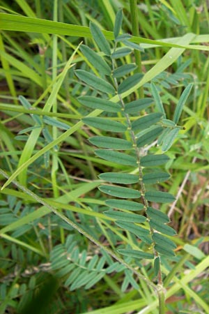 Onobrychis viciifolia \ Futter-Esparsette, Saat-Esparsette / Sainfoin, I Liguria, Dolcedo 30.5.2013