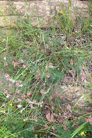 Onobrychis viciifolia \ Futter-Esparsette, Saat-Esparsette / Sainfoin, I Liguria, Dolcedo 30.5.2013
