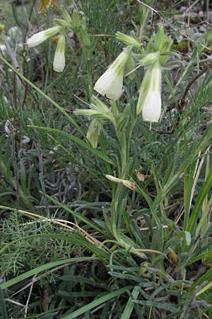 Onosma echioides \ Natternkopf-Lotwurz / Goldendrop, I Gole del Salinello bei/near Ripe 6.6.2007