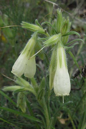 Onosma echioides \ Natternkopf-Lotwurz / Goldendrop, I Gole del Salinello bei/near Ripe 6.6.2007