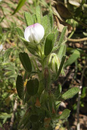 Ononis reclinata \ Nickende Hauhechel / Small Restharrow, I Finale Ligure 31.5.2013