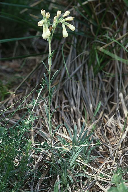 Onosma echioides \ Natternkopf-Lotwurz / Goldendrop, I Latium/Lazio, Maranola 3.6.2002
