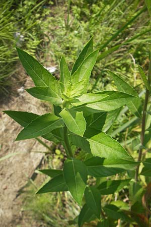 Oenothera stucchii ? \ Stucchi-Nachtkerze / Stucchi's Evening Primrose, I Zoppola 31.7.2011