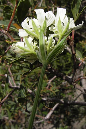 Orlaya grandiflora \ Grobltiger Breitsame / Large-Flowered Orlaya, I Liguria, Toirano 20.5.2013