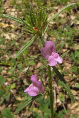 Misopates orontium \ Acker-Lwenmaul, Groer Orant / Weasel's-Snout, Lesser Snapdragon, I Liguria, Dolcedo 30.5.2013