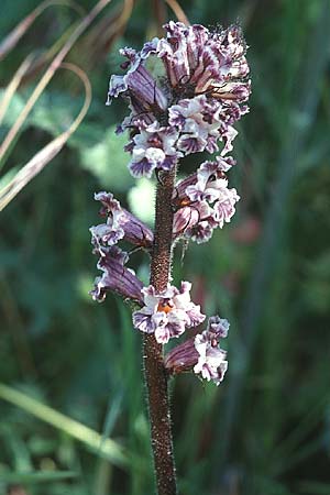 Orobanche crenata \ Gez&auml;hnelte Sommerwurz, Kerbige Sommerwurz / Carnation-scented Broomrape, I Monti Lepini 2.6.2002