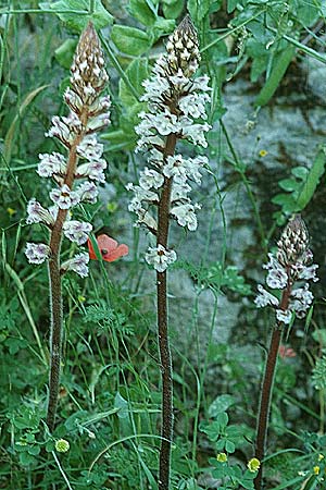 Orobanche crenata \ Gez&auml;hnelte Sommerwurz, Kerbige Sommerwurz / Carnation-scented Broomrape, I Monti Lepini 2.6.2002