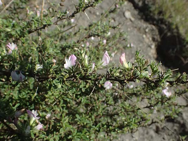 Ononis spinosa subsp. antiquorum \ Vieldornige Hauhechel / Thorny Restharrow, Prickly Restharrow, I Liguria, Passo di Cento Croci 27.9.2023
