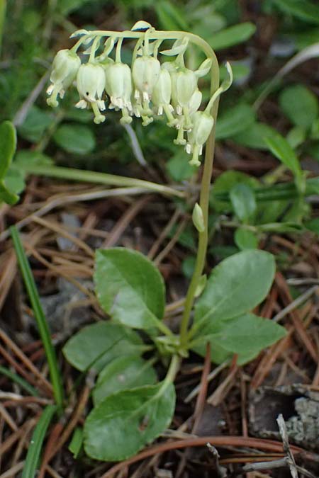 Orthilia secunda \ Birngr�n, Nickendes Wintergr�n / Serrated Winter Green, I Lago di Cancano 10.7.2026