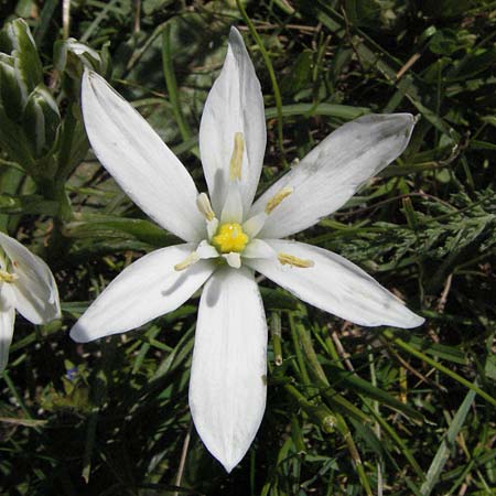 Ornithogalum kochii \ Kochs Milchstern / Koch's Star of Bethlehem, I Norcia 7.6.2007
