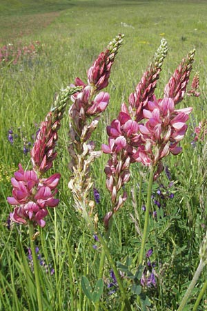 Onobrychis viciifolia \ Futter-Esparsette, Saat-Esparsette / Sainfoin, I Monti Sibillini, Castelluccio 8.6.2007