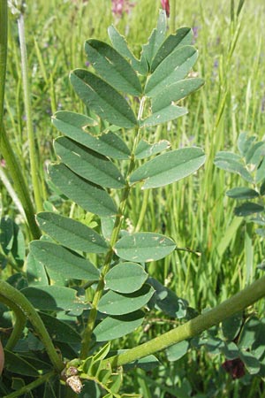 Onobrychis viciifolia \ Futter-Esparsette, Saat-Esparsette / Sainfoin, I Monti Sibillini, Castelluccio 8.6.2007