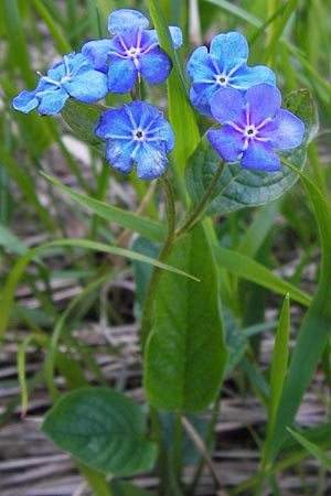 Omphalodes verna \ Frhlings-Nabelnsschen, Gedenkemein / Blue-Eyed Mary, Blue Navelwort, I Liguria, Monte Beigua 24.5.2013