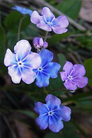 Omphalodes verna \ Frhlings-Nabelnsschen, Gedenkemein / Blue-Eyed Mary, Blue Navelwort, I Liguria, Monte Beigua 24.5.2013