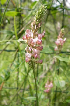 Onobrychis viciifolia \ Futter-Esparsette, Saat-Esparsette / Sainfoin, I Finale Ligure 31.5.2013