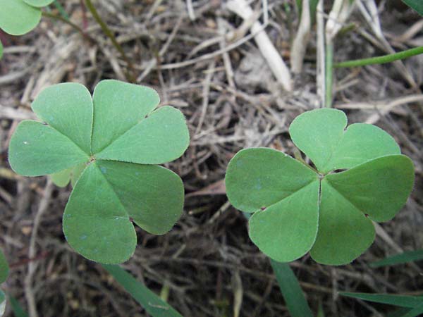 Oxalis articulata \ Gegliederter Sauerklee, Vielbltiger Sauerklee / Pink Sorrel, I Passignano 1.6.2007