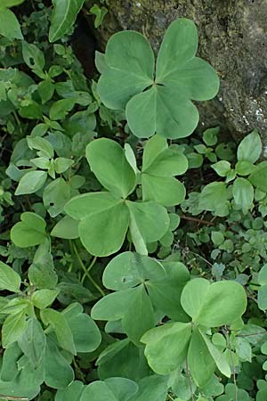 Oxalis triangularis \ Dreieckiger Sauerklee, Roter Dreiecksklee / Purple Triangular Sorrel, False Shamrock, I Liguria, Borzonasca 29.9.2023