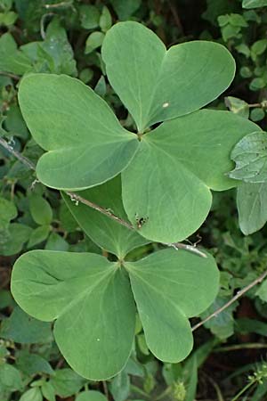 Oxalis triangularis \ Dreieckiger Sauerklee, Roter Dreiecksklee / Purple Triangular Sorrel, False Shamrock, I Liguria, Borzonasca 29.9.2023