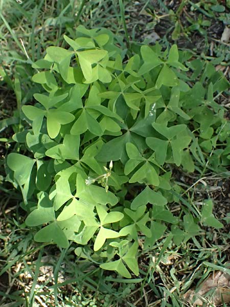 Oxalis triangularis \ Dreieckiger Sauerklee, Roter Dreiecksklee / Purple Triangular Sorrel, False Shamrock, I Liguria, Borzonasca 29.9.2023