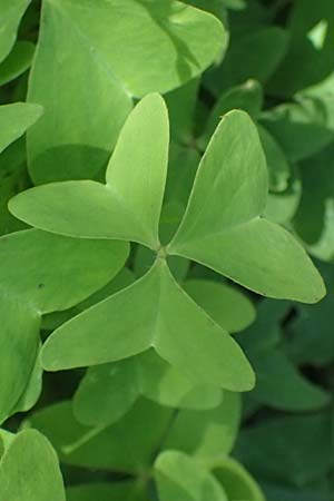 Oxalis triangularis \ Dreieckiger Sauerklee, Roter Dreiecksklee / Purple Triangular Sorrel, False Shamrock, I Liguria, Borzonasca 29.9.2023