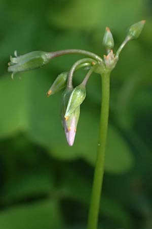 Oxalis triangularis \ Dreieckiger Sauerklee, Roter Dreiecksklee / Purple Triangular Sorrel, False Shamrock, I Liguria, Borzonasca 29.9.2023