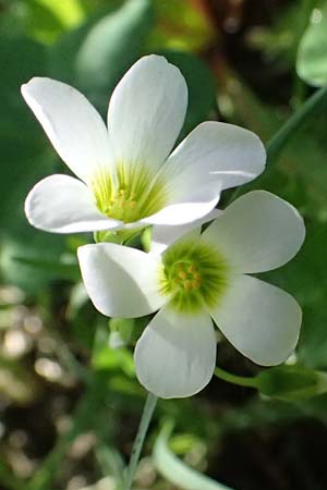 Oxalis triangularis \ Dreieckiger Sauerklee, Roter Dreiecksklee / Purple Triangular Sorrel, False Shamrock, I Liguria, Borzonasca 29.9.2023