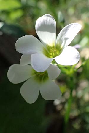 Oxalis triangularis \ Dreieckiger Sauerklee, Roter Dreiecksklee / Purple Triangular Sorrel, False Shamrock, I Liguria, Borzonasca 29.9.2023