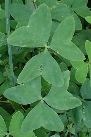 Oxalis triangularis \ Dreieckiger Sauerklee, Roter Dreiecksklee / Purple Triangular Sorrel, False Shamrock, I Liguria, Borzonasca 29.9.2023