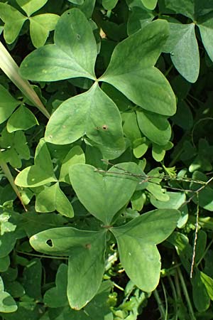 Oxalis triangularis \ Dreieckiger Sauerklee, Roter Dreiecksklee / Purple Triangular Sorrel, False Shamrock, I Liguria, Borzonasca 29.9.2023