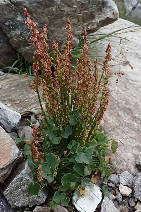 Oxyria digyna \ Alpen-S�uerling / Alpine Mountain Sorrel, I Passo di Gavia 6.7.2026