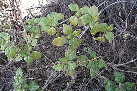 Parietaria judaica \ Ästiges Glaskraut, Mauer-Glaskraut / Pellitory-of-the-Wall, I Jesolo 17.2.2007 Parietaria judaica \ Ästiges Glaskraut, Mauer-Glaskraut / Pellitory-of-the-Wall, I Jesolo 17.2.2007