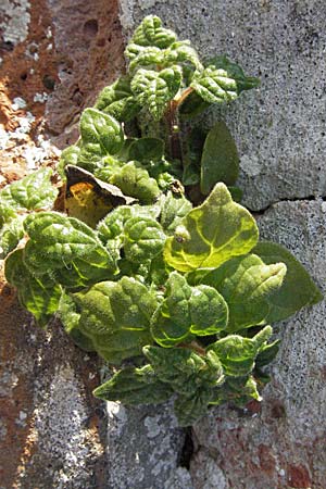Parietaria judaica \ Ästiges Glaskraut, Mauer-Glaskraut / Pellitory-of-the-Wall, I Venedig/Venice Torcello 18.2.2007 Parietaria judaica \ Ästiges Glaskraut, Mauer-Glaskraut / Pellitory-of-the-Wall, I Venedig/Venice Torcello 18.2.2007