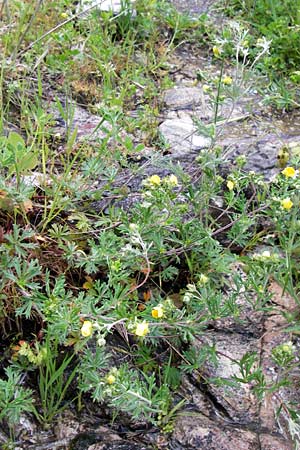 Potentilla argentea agg. \ Silber-Fingerkraut / Hoary Cinquefoil, I Liguria, Castelvecchio di Rocca Barbena 19.5.2013