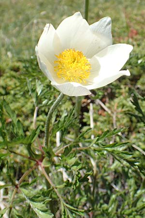 Pulsatilla alpina subsp. austroalpina \ S&uuml;dliche Alpen-Kuhschelle / Southern Alpine Pasque-Flower, I Alpi Bergamasche, Pizzo Arera 7.6.2017