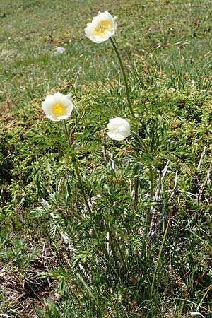Pulsatilla alpina subsp. austroalpina \ S&uuml;dliche Alpen-Kuhschelle / Southern Alpine Pasque-Flower, I Alpi Bergamasche, Pizzo Arera 7.6.2017