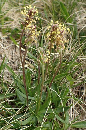 Plantago alpina \ Alpen-Wegerich / Alpine Plantain, I Passo San Marco 10.6.2017
