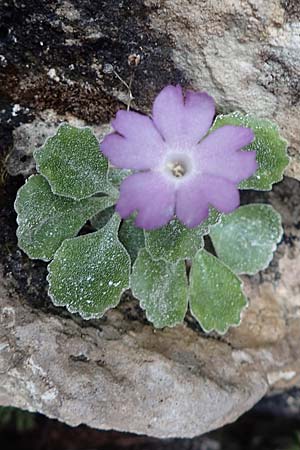Primula albenensis \ Monte-Alben-Primel / Monte Alben Primrose, I Alpi Bergamasche, Monte Alben 11.6.2017