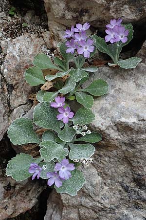 Primula albenensis \ Monte-Alben-Primel / Monte Alben Primrose, I Alpi Bergamasche, Monte Alben 11.6.2017