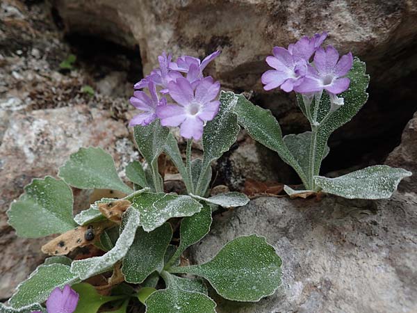 Primula albenensis \ Monte-Alben-Primel / Monte Alben Primrose, I Alpi Bergamasche, Monte Alben 11.6.2017