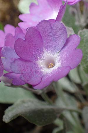 Primula albenensis \ Monte-Alben-Primel / Monte Alben Primrose, I Alpi Bergamasche, Monte Alben 11.6.2017